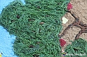 VBS_9674 - Infiorata di Villanova d'Asti 2023